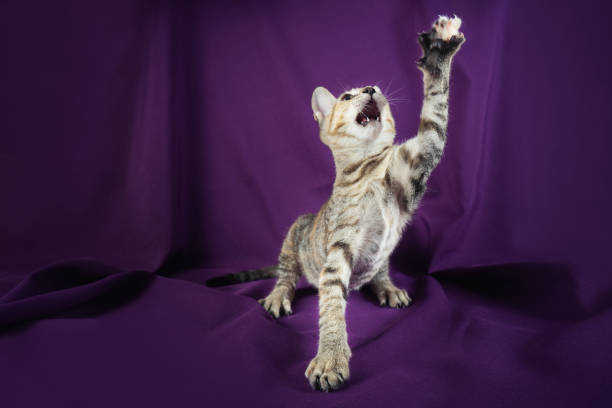 istock Cute kitty cat playing.  Adorable and happy pet 1158458805