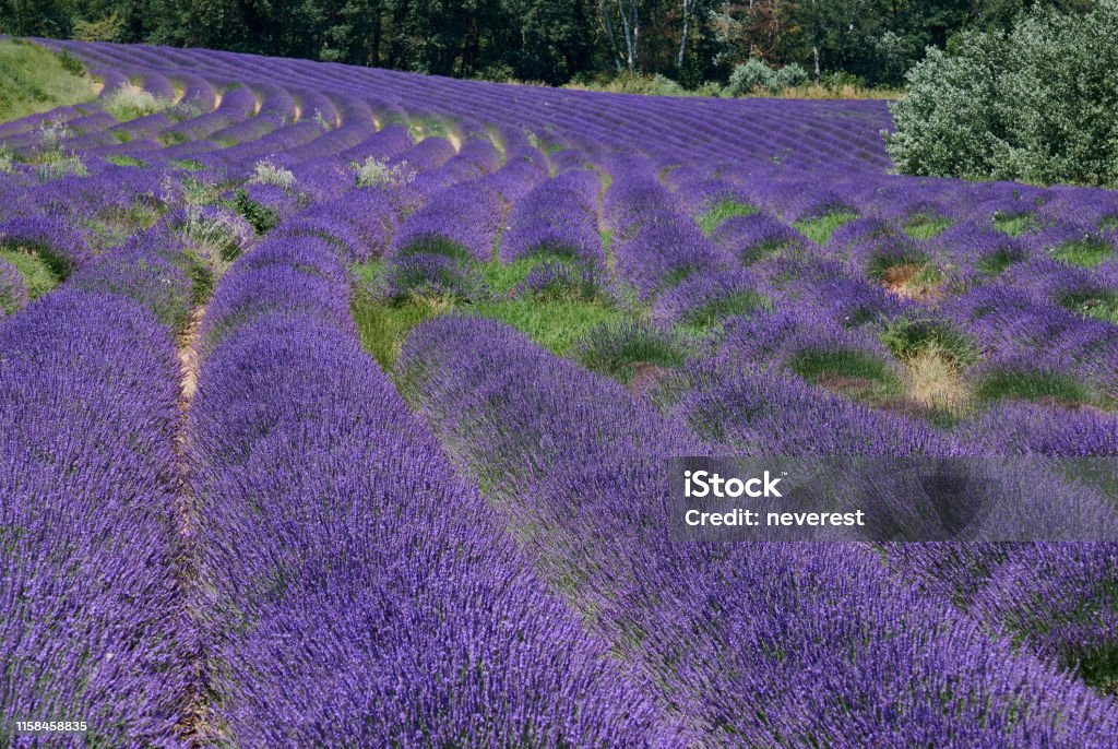 Lavender field in blossom Perspective of a lavender field in summer blossom in Provence, France Agriculture Stock Photo