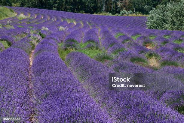 Lavender Field In Blossom Stock Photo - Download Image Now - Agriculture, Blossom, Curve