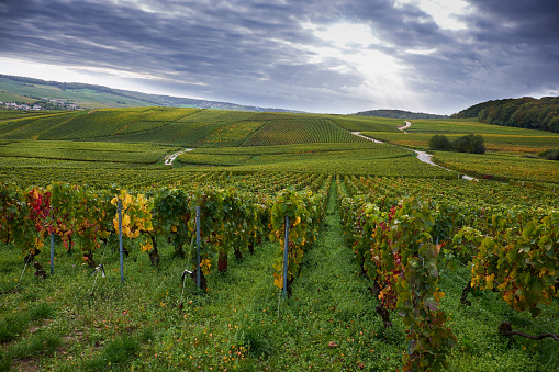 Champagne vineyards near Epernay, France under dramatic sky with sun rays through the clouds