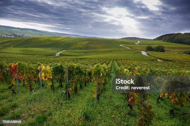 Champagne Vineyards Near Epernay Stock Photo - Download Image Now - Champagne, Vineyard, Vine - Plant