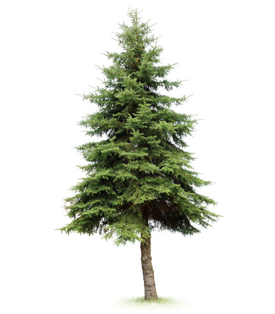 Tree Tree coniferous tree stock pictures, royalty-free photos & images