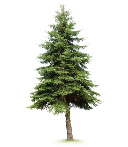 дерево - spruce tree с�токовые фото и изображения