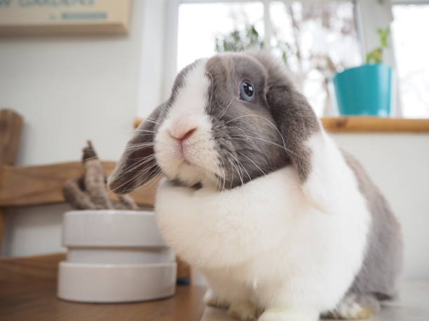 istock A lop eared rabbit indoors. 1158458874