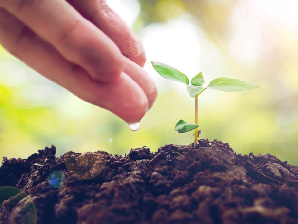 istock hand watering the young plant in soil 1158458986