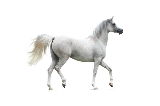 istock Gray arabian horse isolated 1158459990