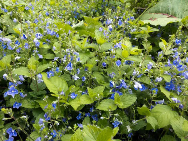 The Gamander Honorary Prize, veronica chamaedrys blooms in spring and is a plantain plant