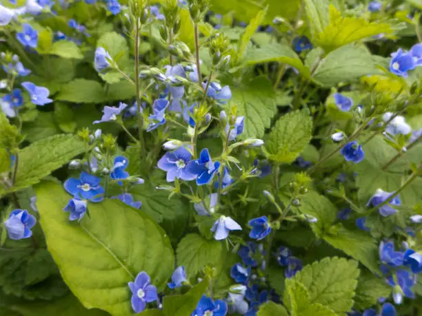 The Gamander Honorary Prize, veronica chamaedrys blooms in spring and is a plantain plant