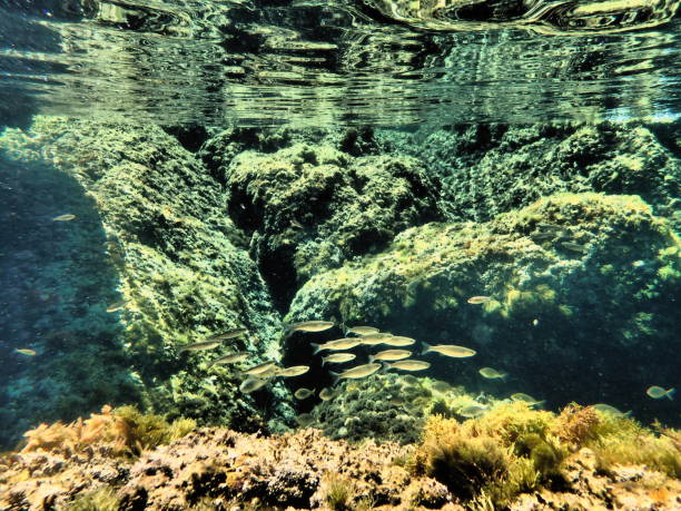 istock fish bank in the reef beneath the mediterranean sea surface 1158461671