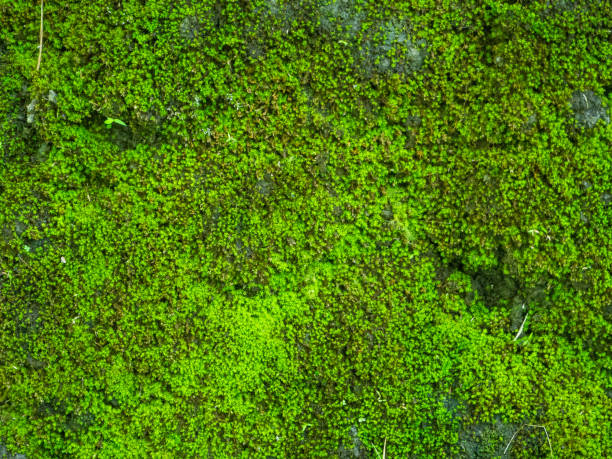 istock Green moss on the stone wall. Bali. 1158461696