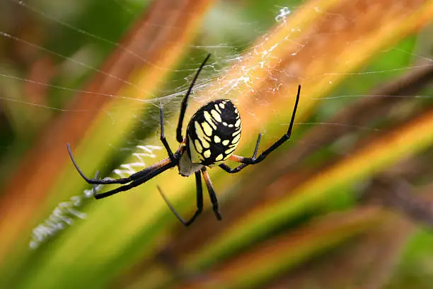 Close up of a golden orb garden Spider