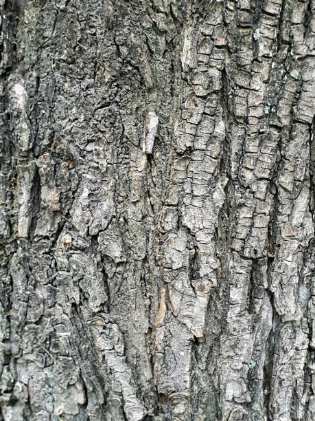 istock texture of bark of deciduous trees 1158462642