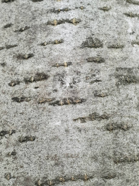istock texture of bark of deciduous trees 1158462741