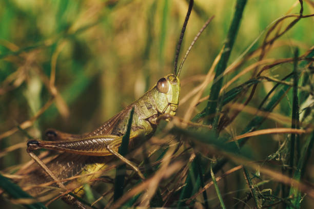 istock Grasshopper skipjack  in the grass close up. A green grasshopper. Macro view. 1158462855