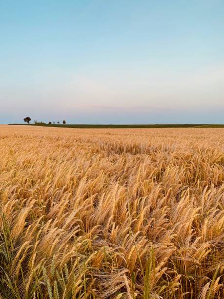istock Golden wheat field at sunset 1158463835