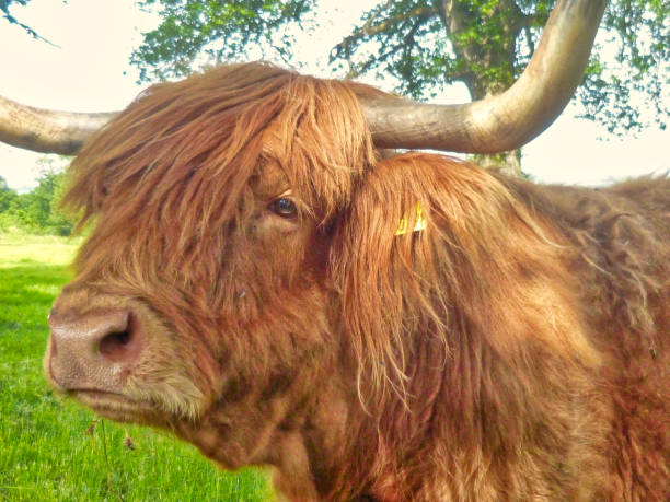 istock Highland cow in Scotland close up 1158464096