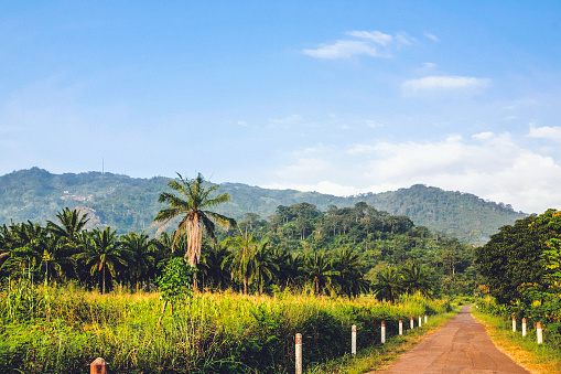 Jungle road - Togo, West Africa