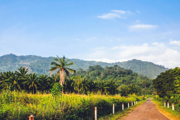 jungle road - togo, west africa - áfrica ocidental imagens e fotografias de stock