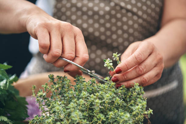 Cutting Fresh Organic Thyme from Garden stock photo