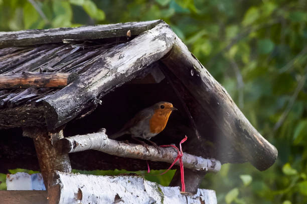 Bird sitting in birdhouse