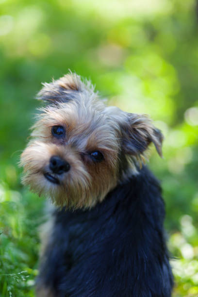 istock Beautiful yorkshire terrier on a grass 1158465604