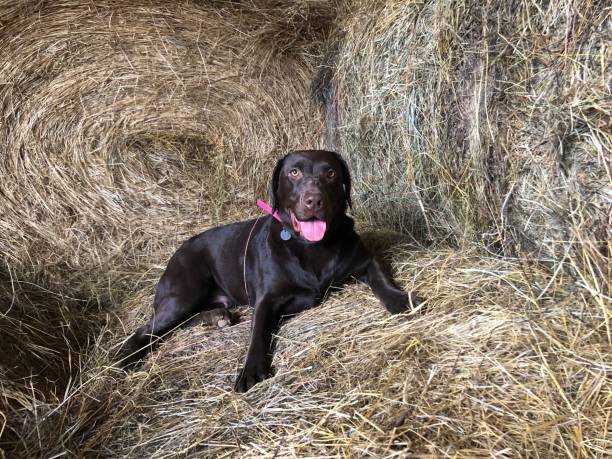 istock Marley chill on hay bale 1158466168
