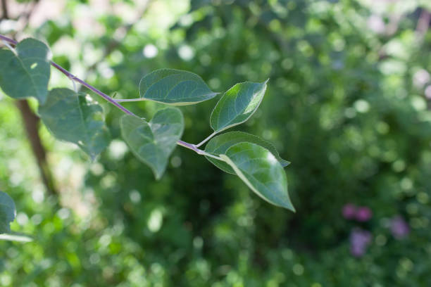 istock Apple tree branch with young, fresh leaves on a green background 1158466704