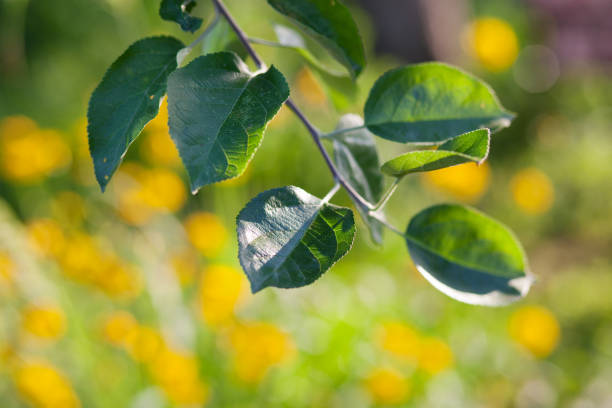 Agriculture,Backgrounds,Beautiful,Beauty In Nature,Branch,Bright
