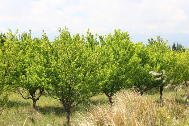 Türkische Farm. Granatapfel-Anbau.  Granatäpfel Büsche. – Foto