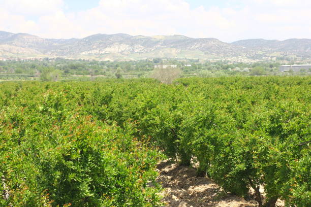 istock Turkish farm. Pomegranate Cultivation.  Pomegranates bushes. 1158467974
