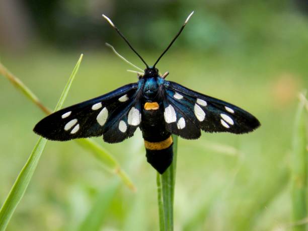 istock butterfly with colorful wings on the list 1158468924