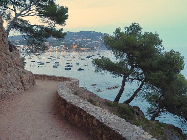 Calella de Palafrugell at sunset on a walkway near Calella de Palafrugell, Gerona province, Costa Brava, Catalonia, Spain pinus pinea photos stock pictures, royalty-free photos & images