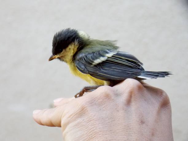 istock a bird of a bird on a human hand 1158470352
