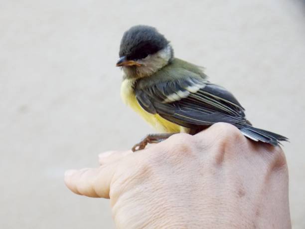 istock a bird of a bird on a human hand 1158470411