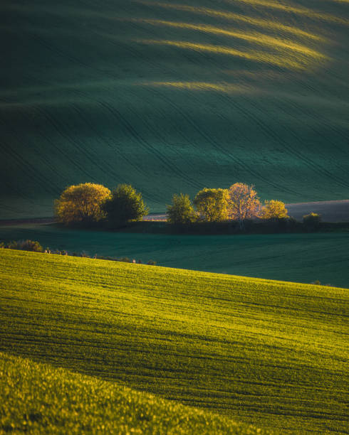 Beautiful lanscape view with green hills and spring trees in South Moravia, Czechia during sunset.