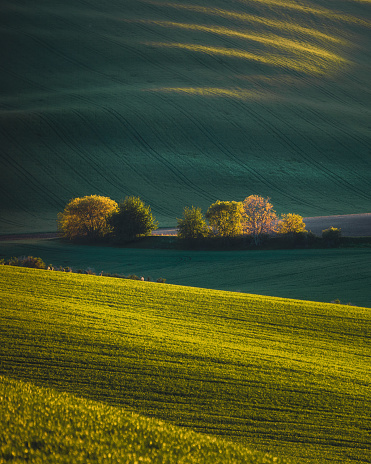 Nature rural landscape spring agriculture texture background view with green rolling waves hills, yellow canola flower fields and blossoming spring trees highlighted by setting sun lights in South Moravian Region, Brno, Czech Republic during sunset.