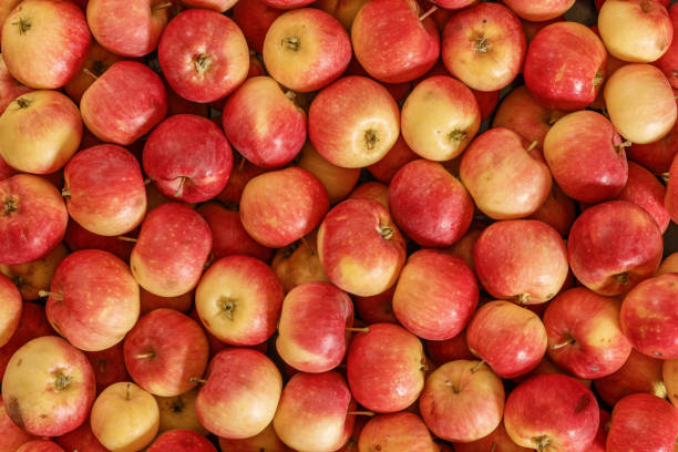 muchas manzanas rojas. estado natural. vista op. - apple fotografías e imágenes de stock