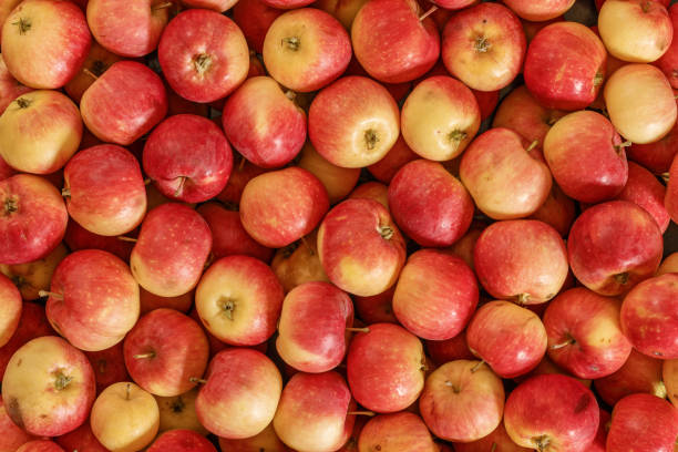 beaucoup de pommes rouges. condition naturelle. t vue d'op. - apple red fruit autumn photos et images de collection