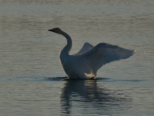 istock Swan idyll in the sunset 1158470671