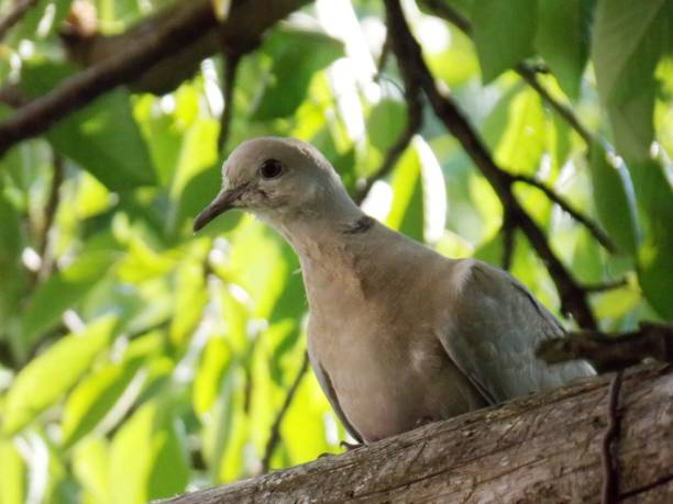 istock gray pigeon on the tree branch 1158470816