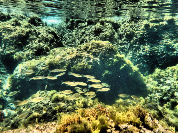 Mediterranean sea near Calella de Palafrugell, Costa Brava, Catalonia, Spain