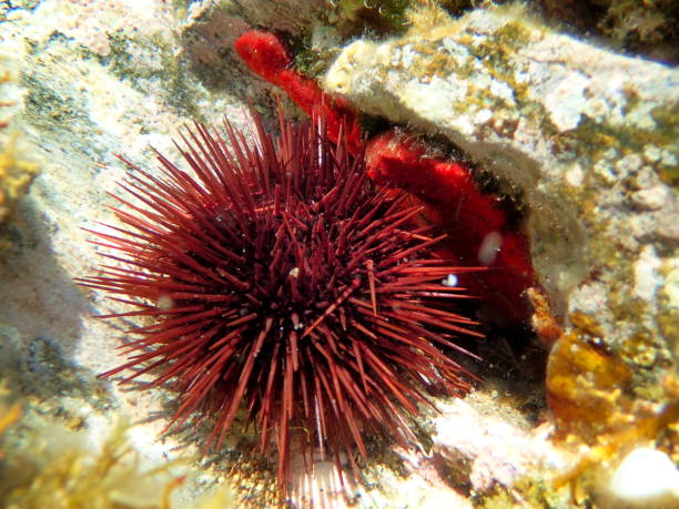istock purple sea urchin (Paracentrotus lividus) 1158472226