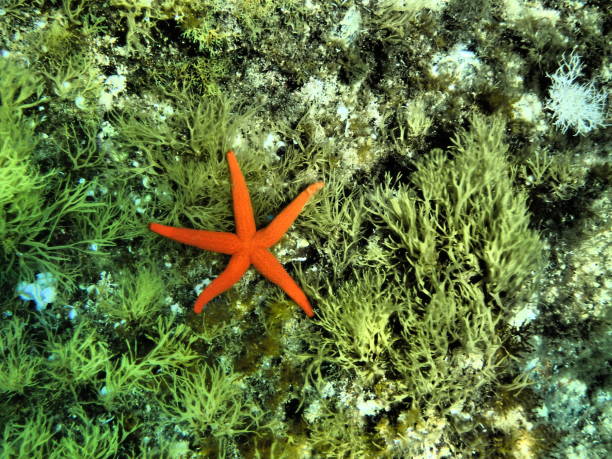 istock mediterranean orange sea star (Echinaster sepositus) on marine vegetation 1158472289