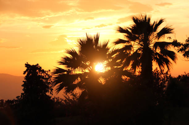 Sunset over coconut tree, sunset view