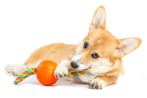 istock Pembroke Welsh Corgi with a toy 1158473106