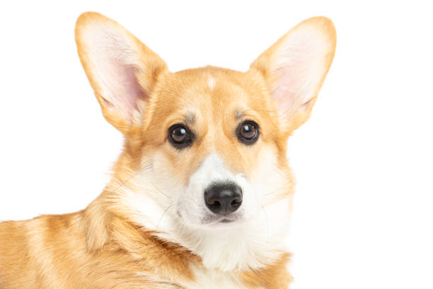 istock Pembroke Welsh Corgi head 1158473140