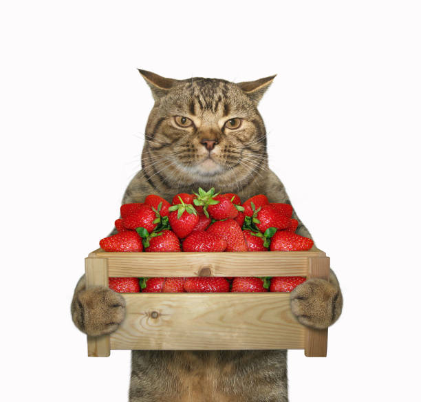 istock Cat holds a box of strawberries 1158473199