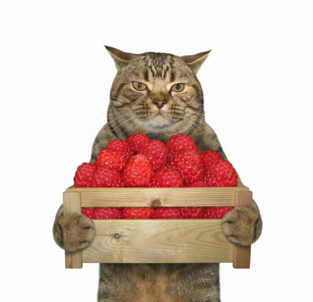 istock Cat holds a box of raspberries 1158473333
