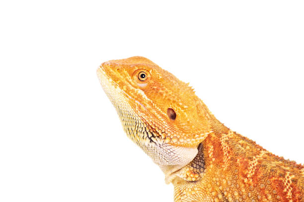 istock Side view of a bearded dragon 1158473680