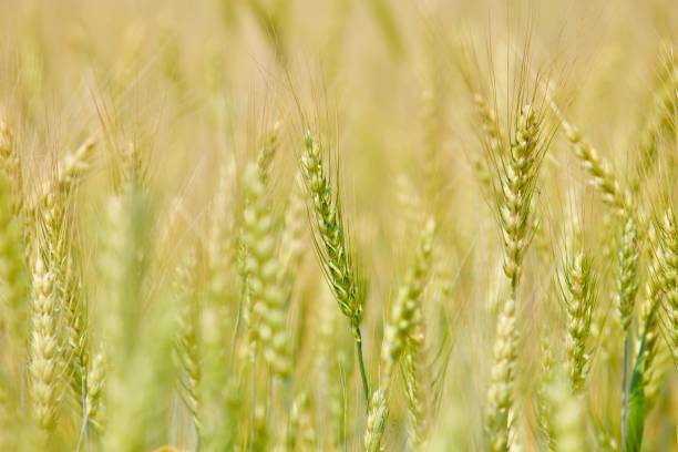 istock golden wheat ears in summer sunny day. close-up view 1158473693